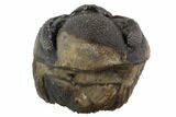 Bumpy Enrolled Morocops (Phacops) Trilobite #86443-1